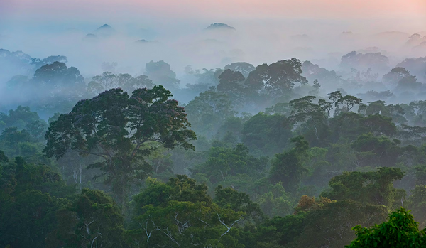 Rainforest Foundation Norway